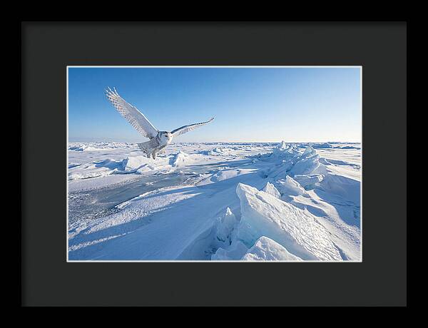 Snowy Owl In Flight