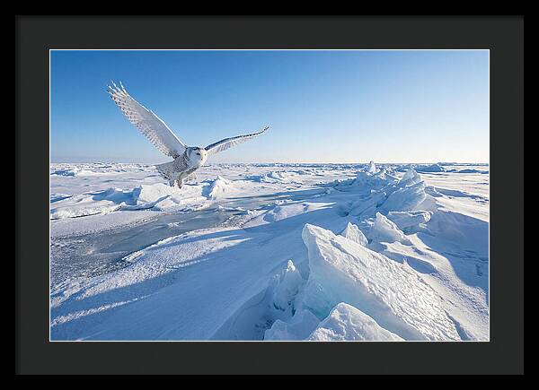 Snowy Owl In Flight