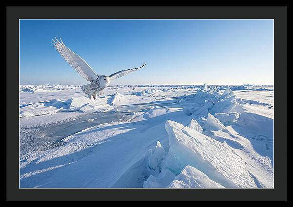 Snowy Owl In Flight