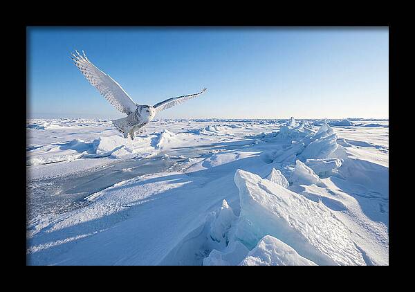 Snowy Owl In Flight