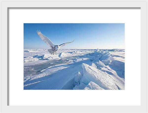 Snowy Owl In Flight