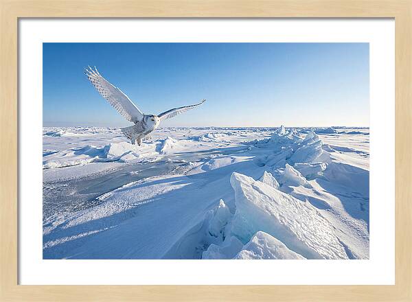 Snowy Owl In Flight