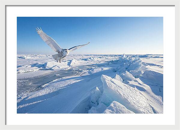 Snowy Owl In Flight