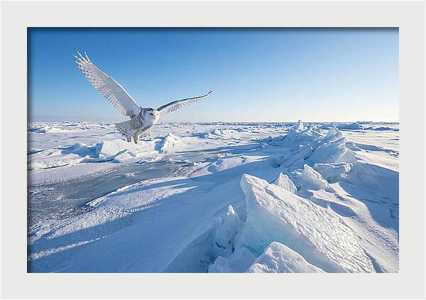 Snowy Owl In Flight