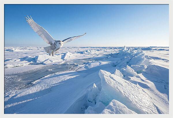 Snowy Owl In Flight