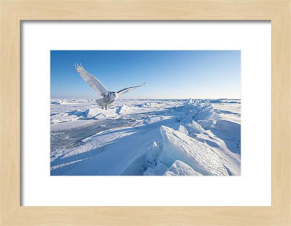 Snowy Owl In Flight