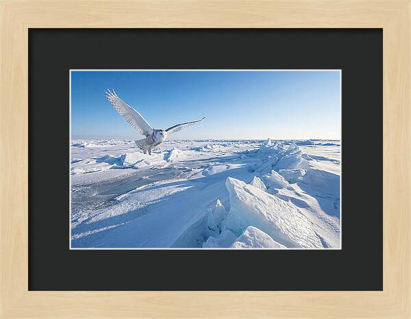 Snowy Owl In Flight