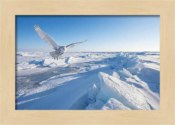 Snowy Owl In Flight