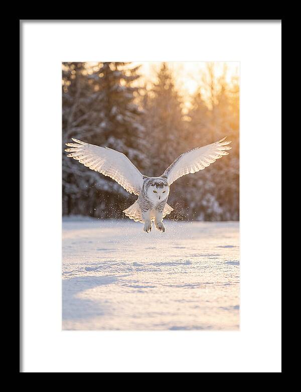 Snowy Owl In Majestic Flight