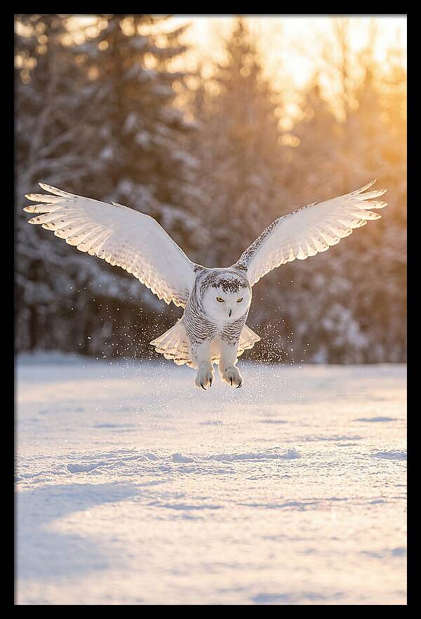 Snowy Owl In Majestic Flight