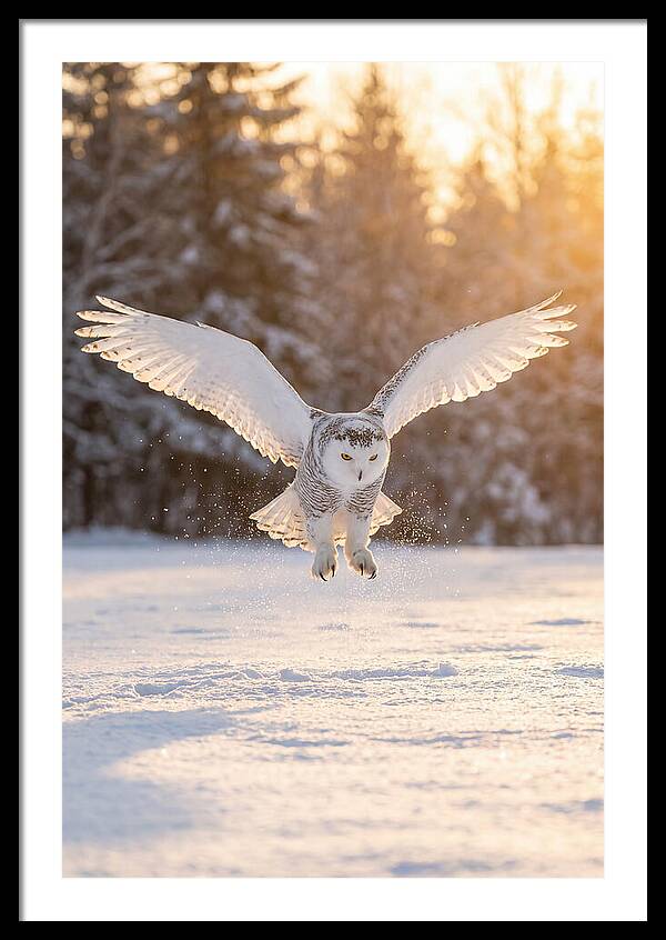 Snowy Owl In Majestic Flight