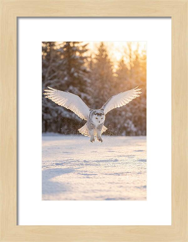 Snowy Owl In Majestic Flight