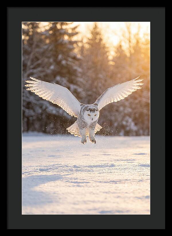 Snowy Owl In Majestic Flight