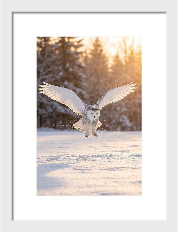 Snowy Owl In Majestic Flight
