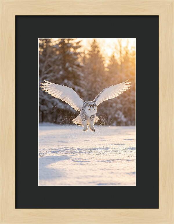 Snowy Owl In Majestic Flight