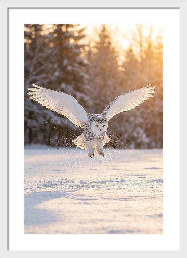 Snowy Owl In Majestic Flight