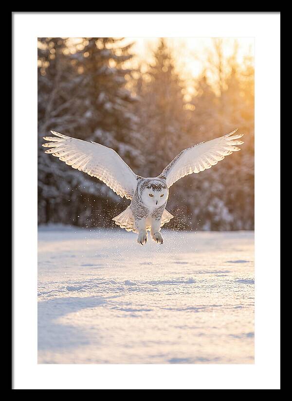 Snowy Owl In Majestic Flight