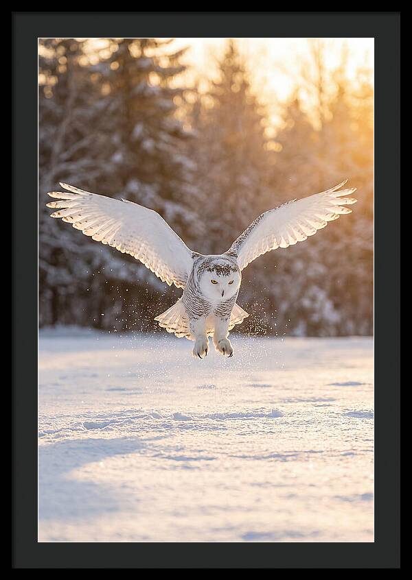 Snowy Owl In Majestic Flight
