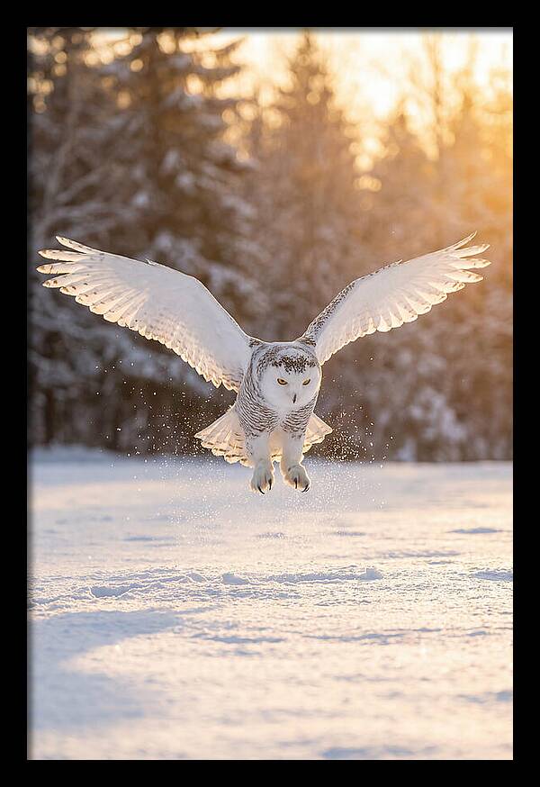 Snowy Owl In Majestic Flight