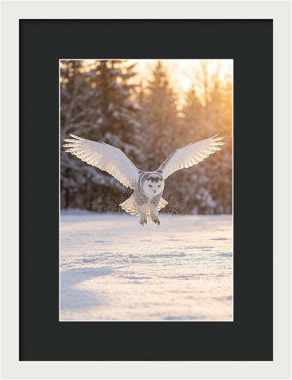 Snowy Owl In Majestic Flight