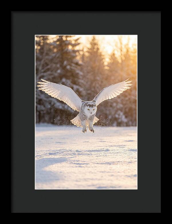 Snowy Owl In Majestic Flight