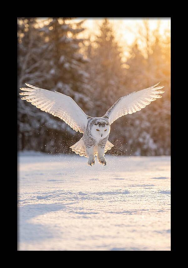 Snowy Owl In Majestic Flight