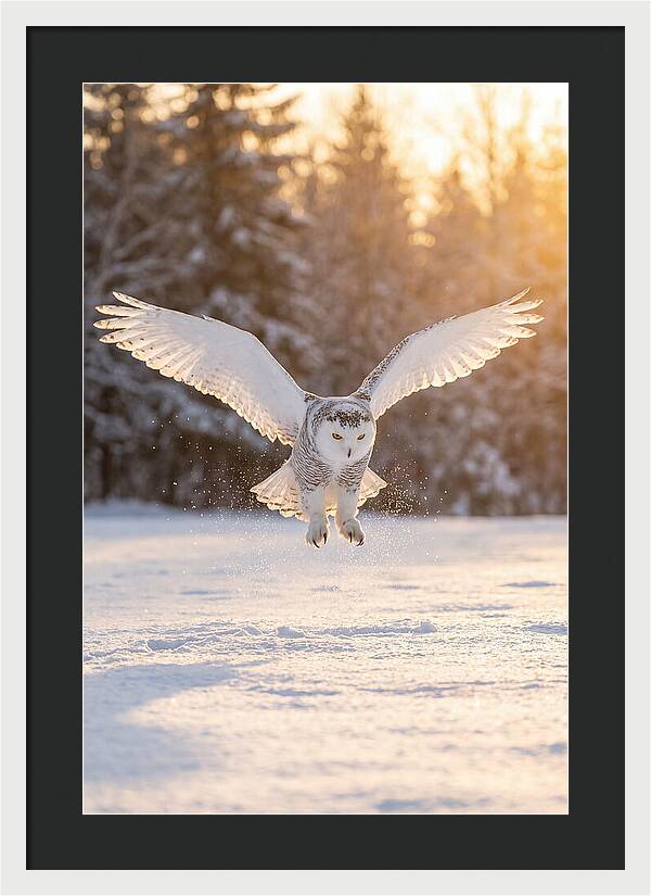 Snowy Owl In Majestic Flight