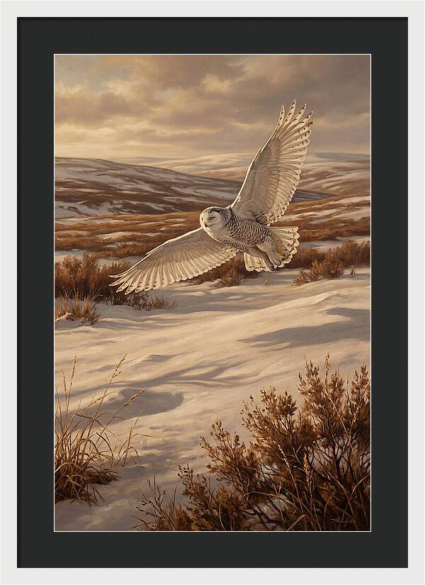 Snowy Owl In Majestic Flight