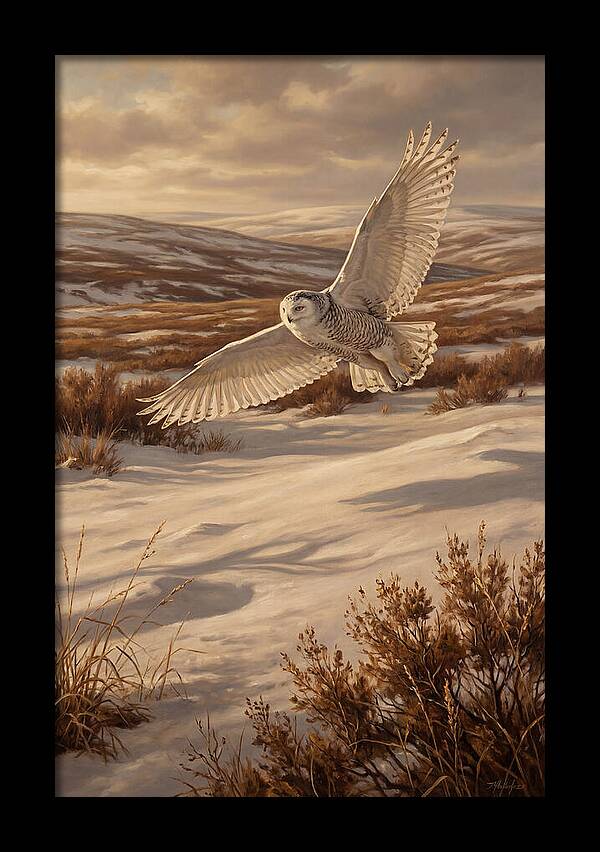 Snowy Owl In Majestic Flight