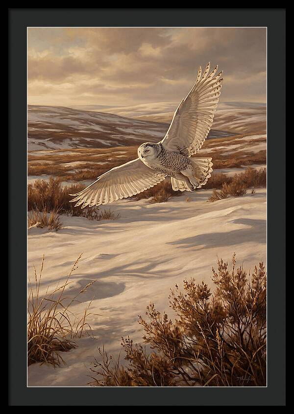Snowy Owl In Majestic Flight