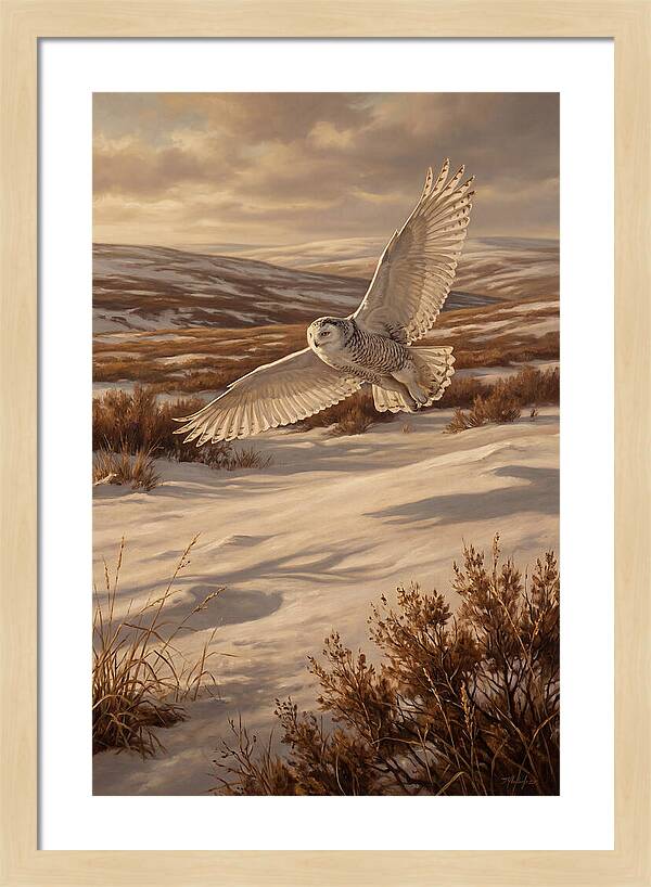 Snowy Owl In Majestic Flight