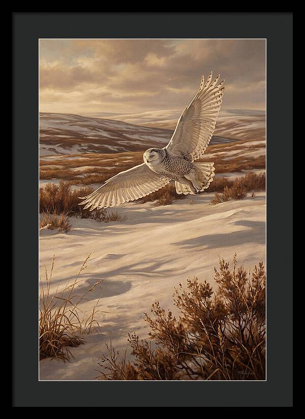 Snowy Owl In Majestic Flight