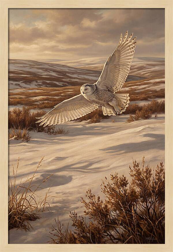Snowy Owl In Majestic Flight