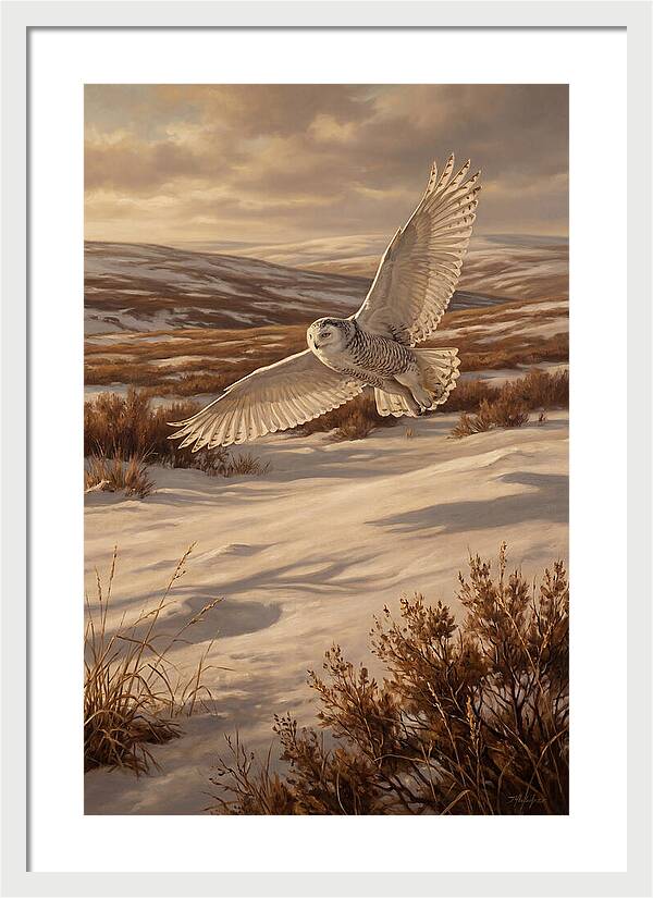 Snowy Owl In Majestic Flight