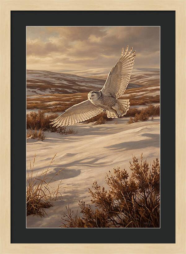 Snowy Owl In Majestic Flight