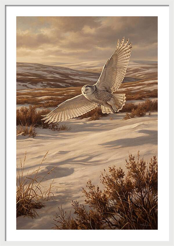 Snowy Owl In Majestic Flight
