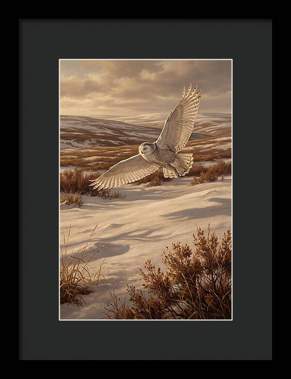 Snowy Owl In Majestic Flight