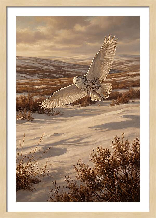 Snowy Owl In Majestic Flight