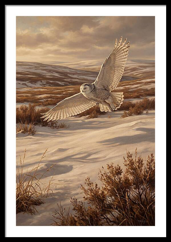 Snowy Owl In Majestic Flight