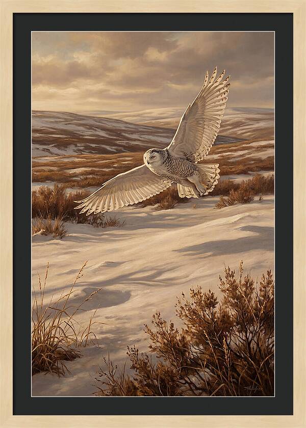 Snowy Owl In Majestic Flight