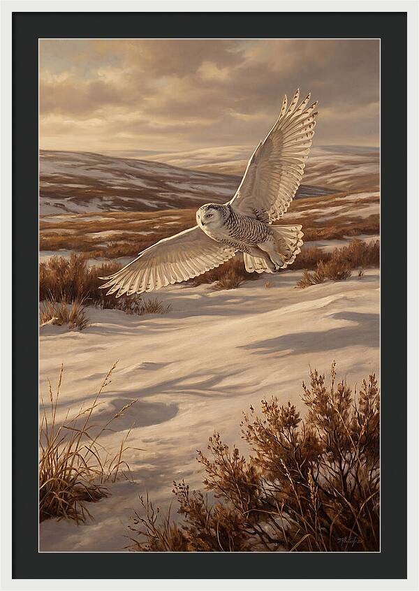 Snowy Owl In Majestic Flight