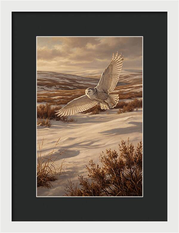 Snowy Owl In Majestic Flight