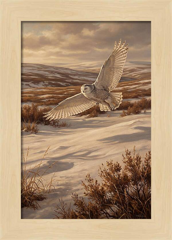 Snowy Owl In Majestic Flight
