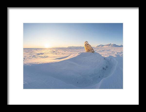 Snowy Owl In Winter Light