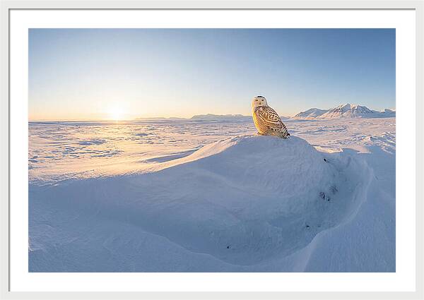 Snowy Owl In Winter Light