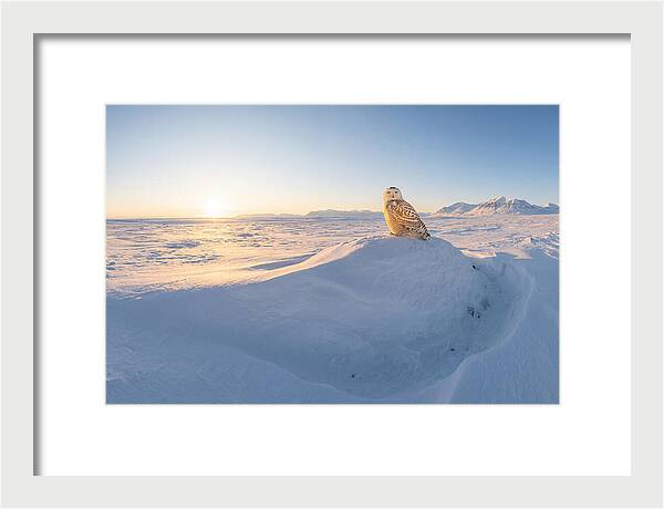 Snowy Owl In Winter Light