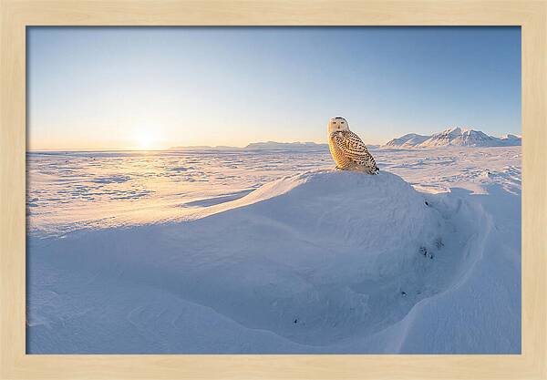 Snowy Owl In Winter Light