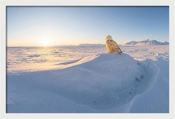 Snowy Owl In Winter Light