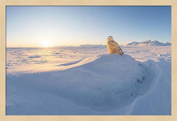 Snowy Owl In Winter Light