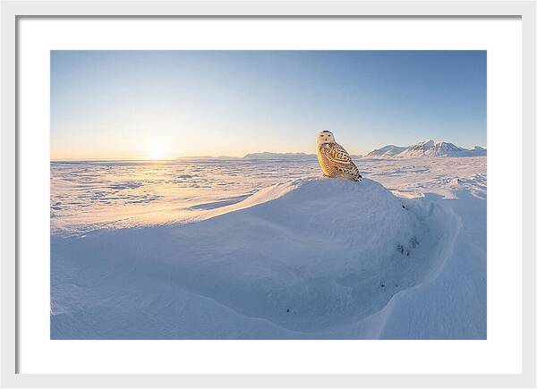 Snowy Owl In Winter Light
